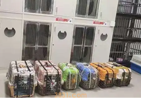 高铁托运一只狗要多少钱(图1)