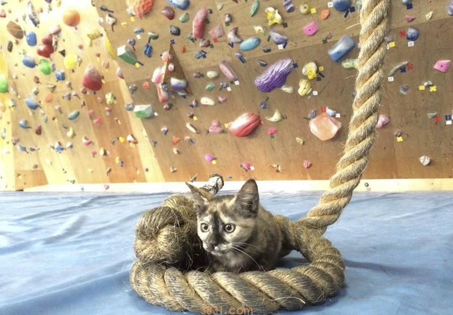 攀岩俱乐部收养了只流浪猫,谁知道人家天赋异禀,攀爬技术一级棒(图2)