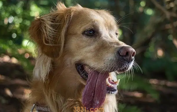 狗的哮喘病有哪些表现,如何治疗(图1)