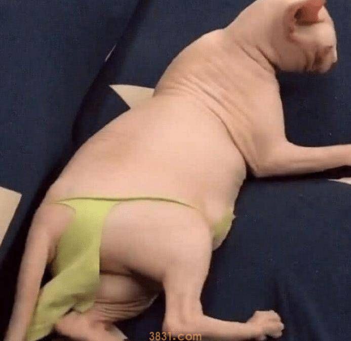 女子养了一只无毛猫,带回老家被老妈嫌弃,下一幕让人哭笑不得(图2)