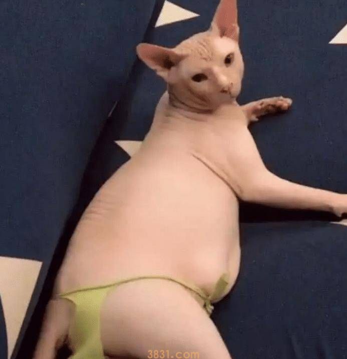 女子养了一只无毛猫,带回老家被老妈嫌弃,下一幕让人哭笑不得(图3)