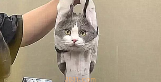 猫咪做绝育手术,兽医一直没动刀,走进手术室一看,没了尊严(图2)