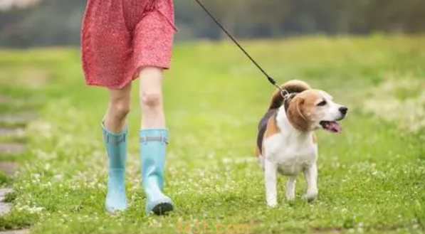 三个月的幼犬能遛狗吗(图1)