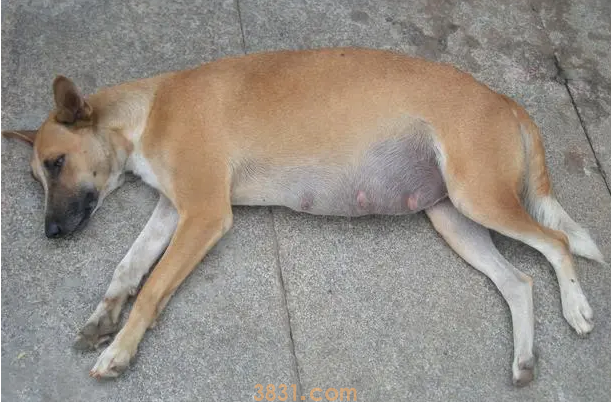 狗狗腹部两侧肿大怎么回事(图1)