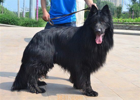 比利时黑色牧羊犬价格是多少 比利时黑色牧羊犬多少钱一只(图1)