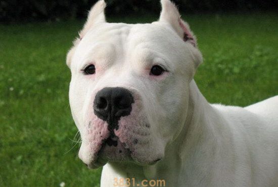 杜高犬价格是多少 杜高犬多少钱一只(图2)