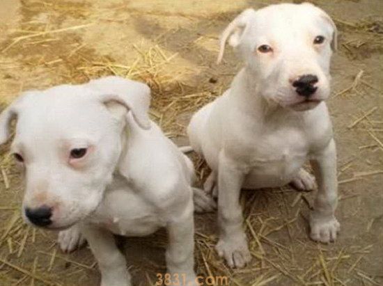 杜高犬价格是多少 杜高犬多少钱一只(图1)