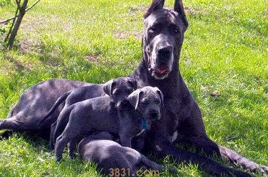 大丹犬价格是多少 大丹犬多少钱一只(图1)