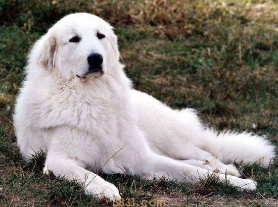 大白熊犬价格是多少 大白熊犬多少钱一只(图1)