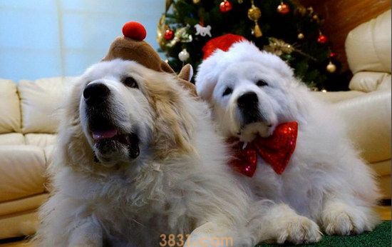 大白熊犬价格是多少 大白熊犬多少钱一只(图3)