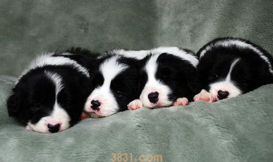 边境牧羊犬好养吗 掉毛严重吗(图1)