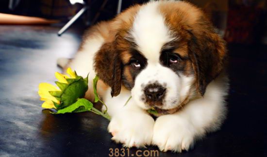 圣伯纳犬多少钱一只 圣伯纳犬价格介绍(图1)