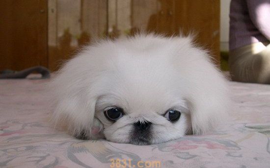 北京犬好养吗 京巴狗好不好养(图1)