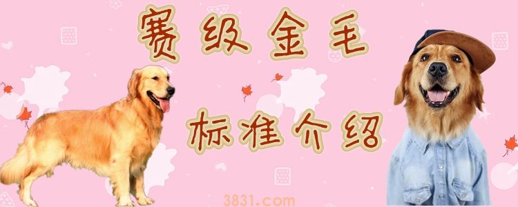 赛级金毛标准介绍(图1)