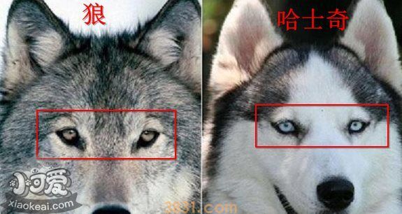 哈士奇和狼的区别有哪些(图1)