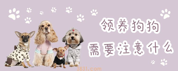 领养狗狗需要注意什么(图1)
