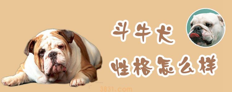 斗牛犬性格怎么样(图1)
