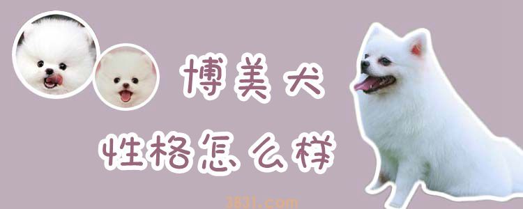 博美犬性格怎么样(图1)