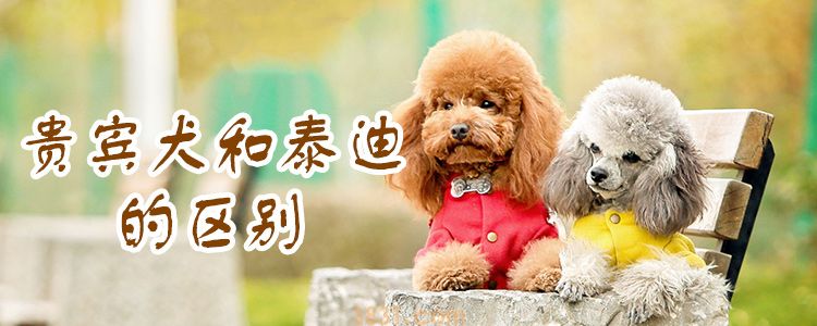 贵宾和泰迪的区别是什么(图1)