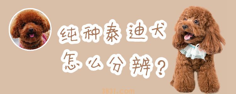 纯种泰迪犬怎么分辨(图1)