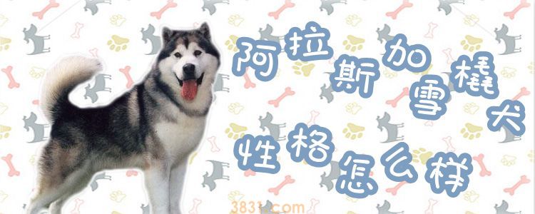 阿拉斯加犬性格怎么样(图1)
