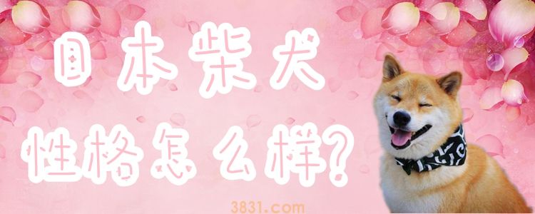 日本柴犬性格怎么样(图1)