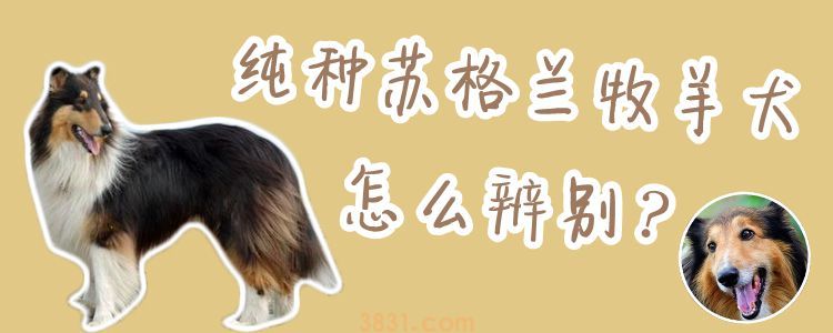 纯种苏格兰牧羊犬怎么辨别(图1)