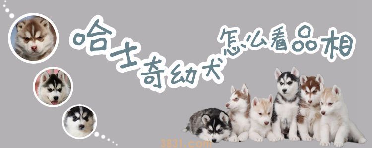 哈士奇幼犬怎么看品相(图1)