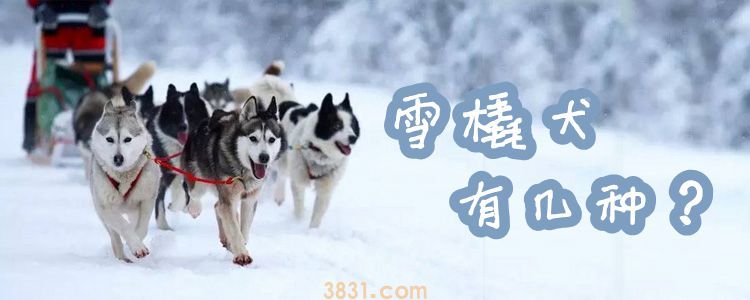 雪橇犬有几种(图1)