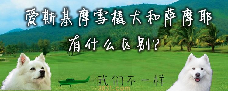 爱斯基摩雪橇犬和萨摩耶有什么区别(图1)