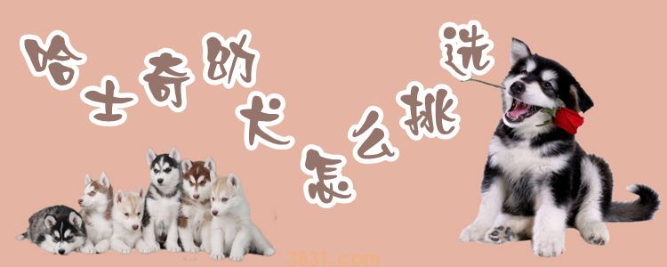 哈士奇幼犬怎么挑选(图1)