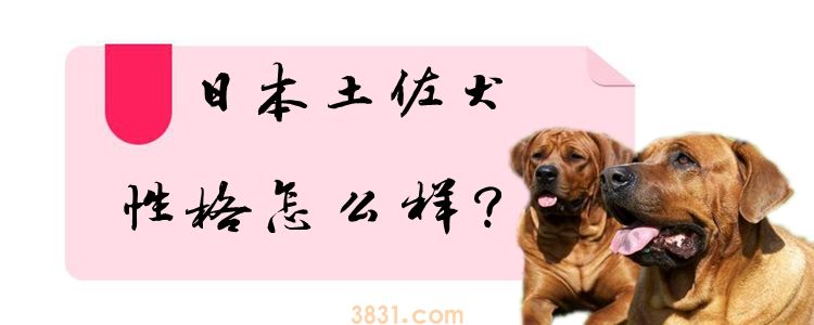 日本土佐犬性格怎么样(图1)