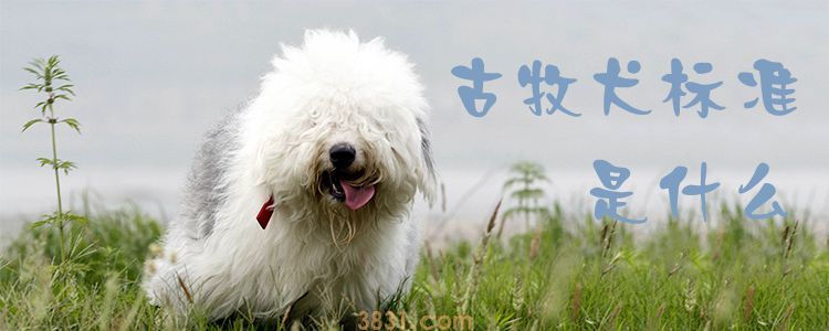 古牧犬标准是什么(图1)