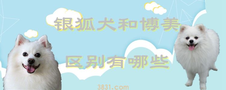 银狐犬和博美的区别有哪些(图1)