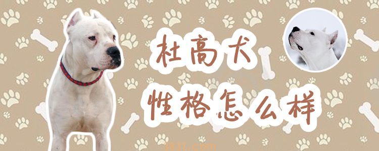 杜高犬性格怎么样(图1)