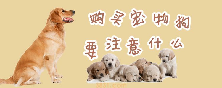 购买宠物狗要注意什么(图1)