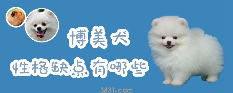 博美犬性格缺点有哪些(图1)