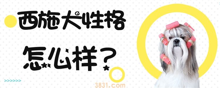 西施犬性格怎么样(图1)