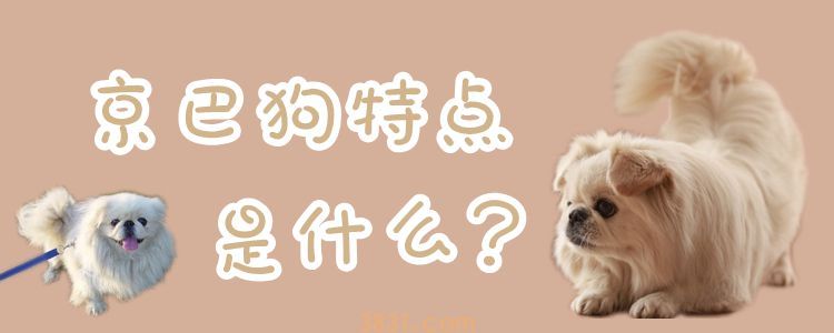 京巴狗特点是什么(图1)