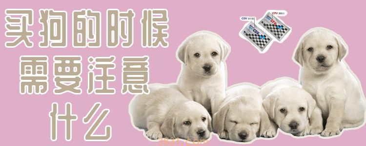 买狗的时候需要注意什么(图1)