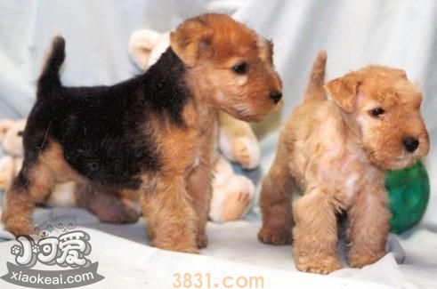 湖畔梗拉肚子吃什么 湖畔梗拉肚子饮食介绍(图1)