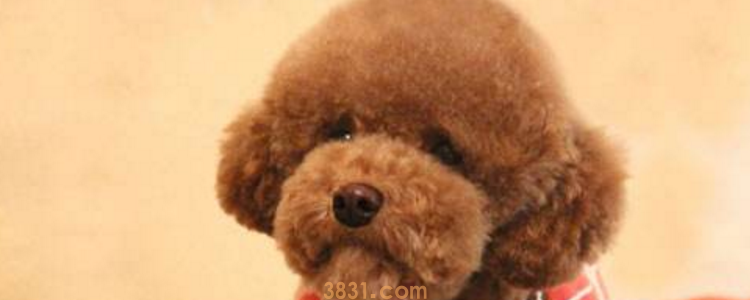 泰迪狗多大发情期多久能过劲 时间需要正确把握(图1)