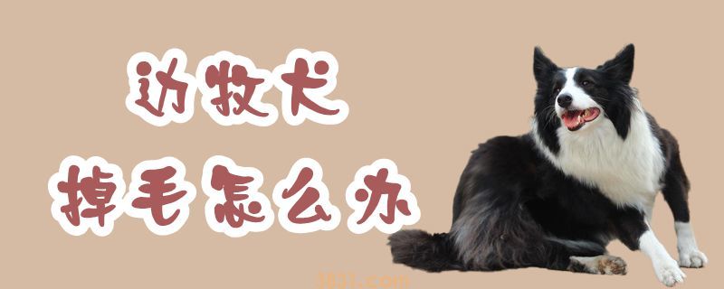 边牧犬掉毛怎么办(图1)