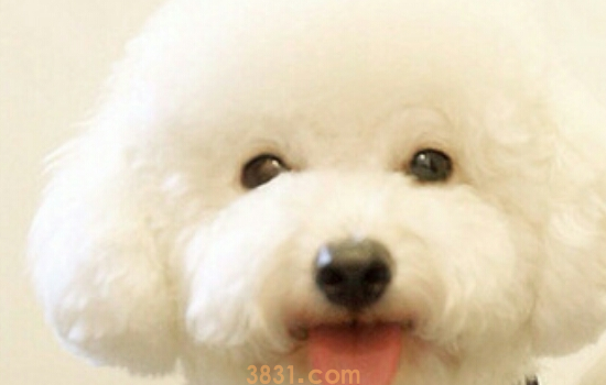 比熊掉毛吃什么好 比熊这么不爱掉毛你都养成掉毛情况了?(图1)