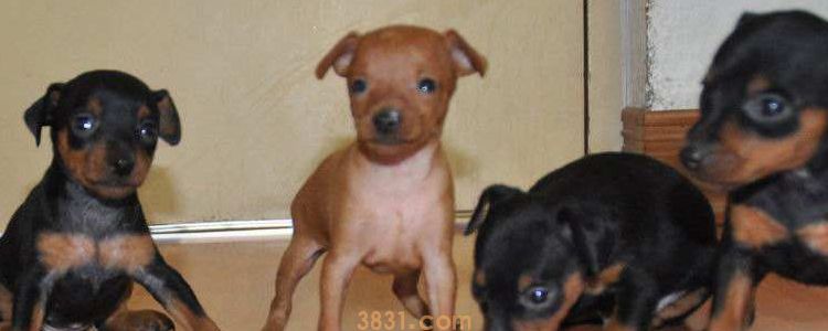 串串狗能长多大 决定于公犬还是雌犬?(图1)