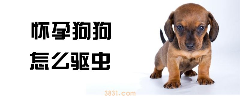 怀孕狗狗怎么驱虫(图1)