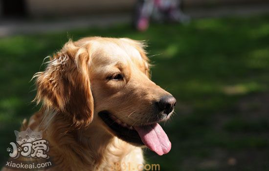 狗狗皮肤发红是什么原因 狗狗身上出现红斑(图2)