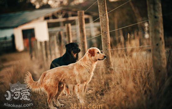 狗狗皮肤发红是什么原因 狗狗身上出现红斑(图1)