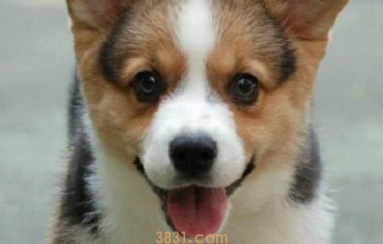 狗狗能吃人用感冒药么 人用感冒药对狗狗的危害你想象不到(图1)