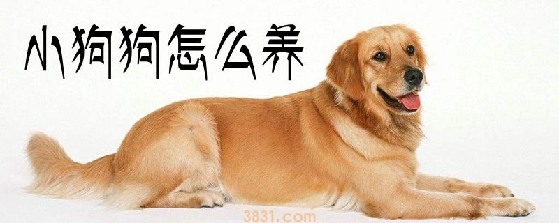 小狗狗怎么养(图1)